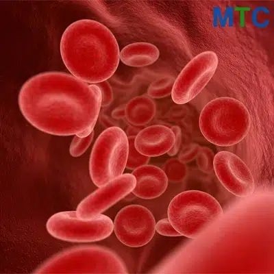 Blood cells in the vein