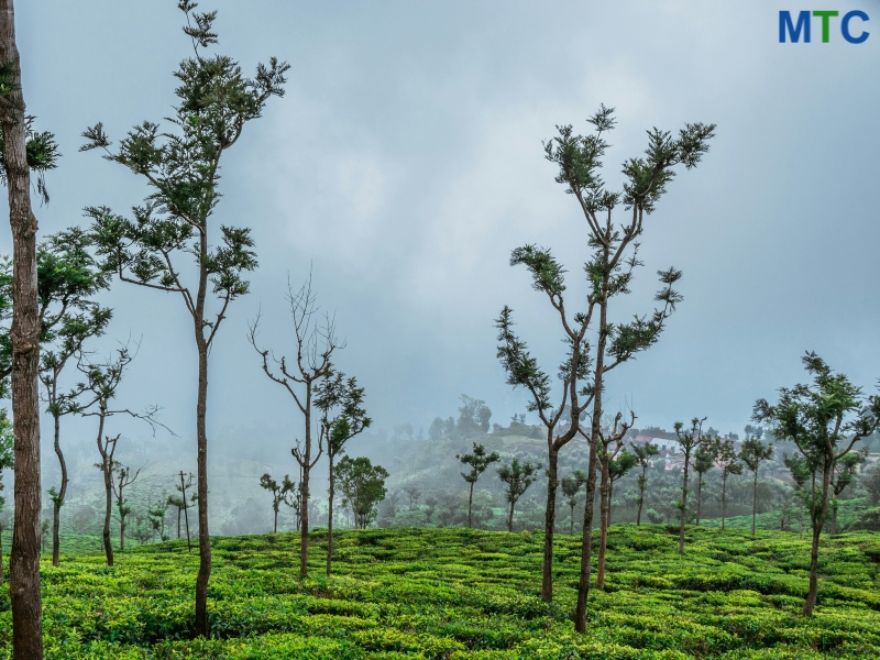 Coonoor