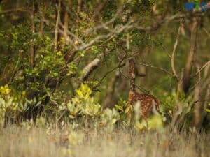 Sunderban National Park, Kolkata