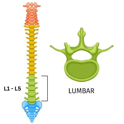 Lumbar Spine