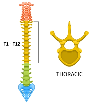 Thoracic Spine