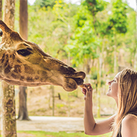 Giraffe in the Zoo