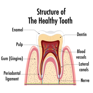 Natural teeth