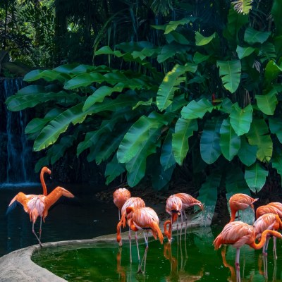 Zoológico de Vallarta