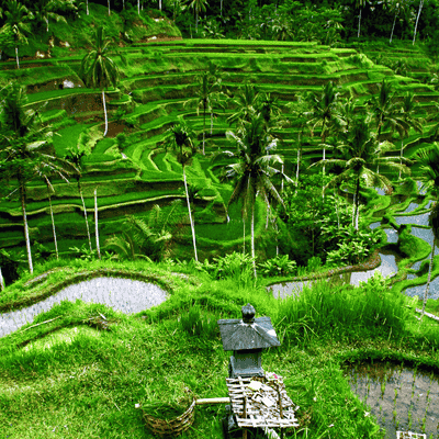 Scenic View of Ubud, Bali, with Lush Rice Terraces