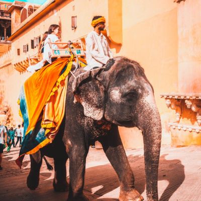 tourists in jaipur enjoying elephant ride