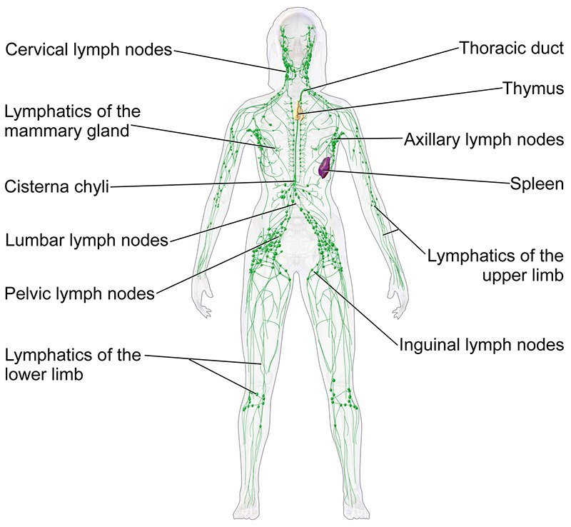 Lymphatic System