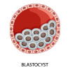 Blastocyst