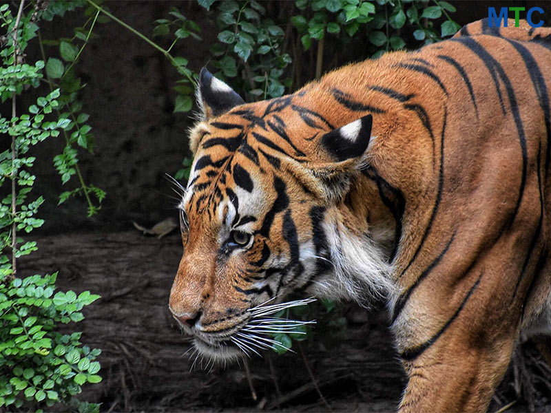 Izmir Wildlife Park