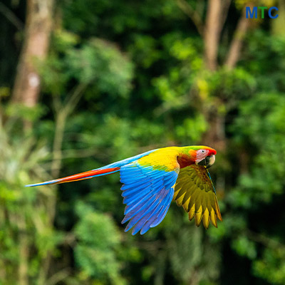 Wildlife in Costa Rica