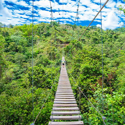 Toro Verde in Puerto Rico