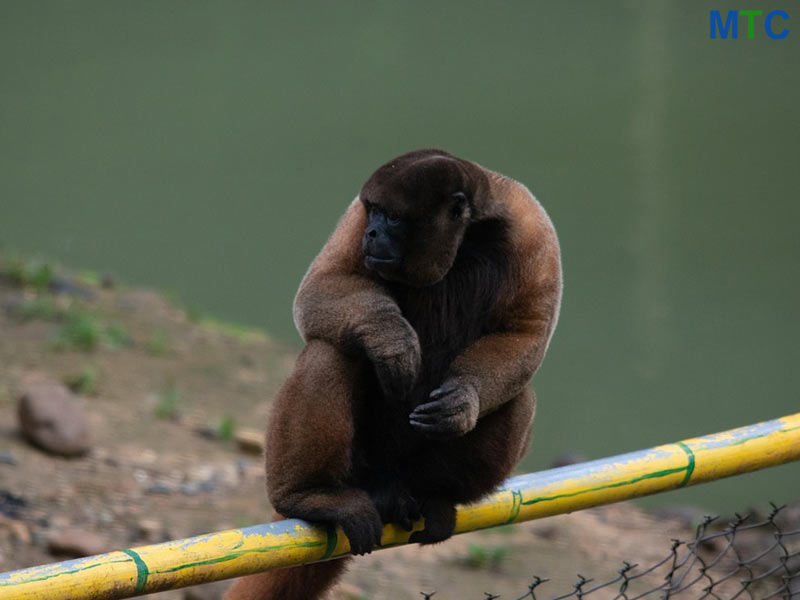 Wildlife in Machalilla National Park